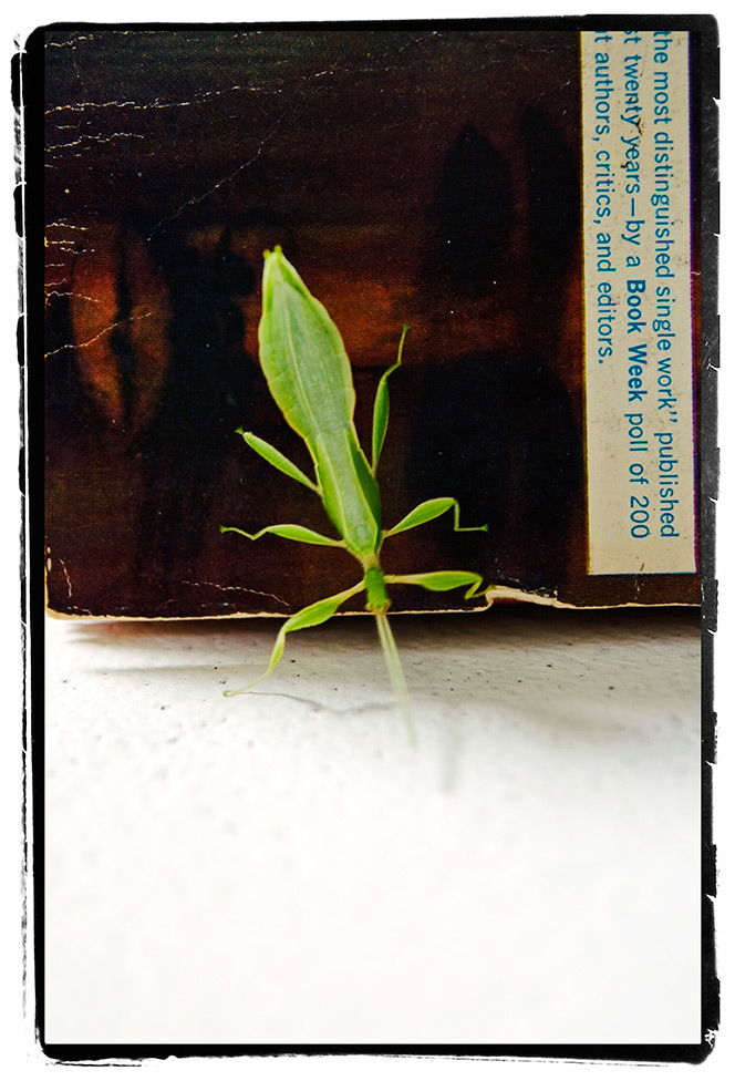 leafinsect01