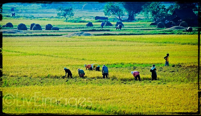 dsc_0706-liveimages_magtanim